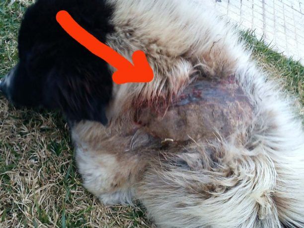 Καλύβια Αττικής: Ποιος προκάλεσε το έγκαυμα στην πλάτη του σκύλου;